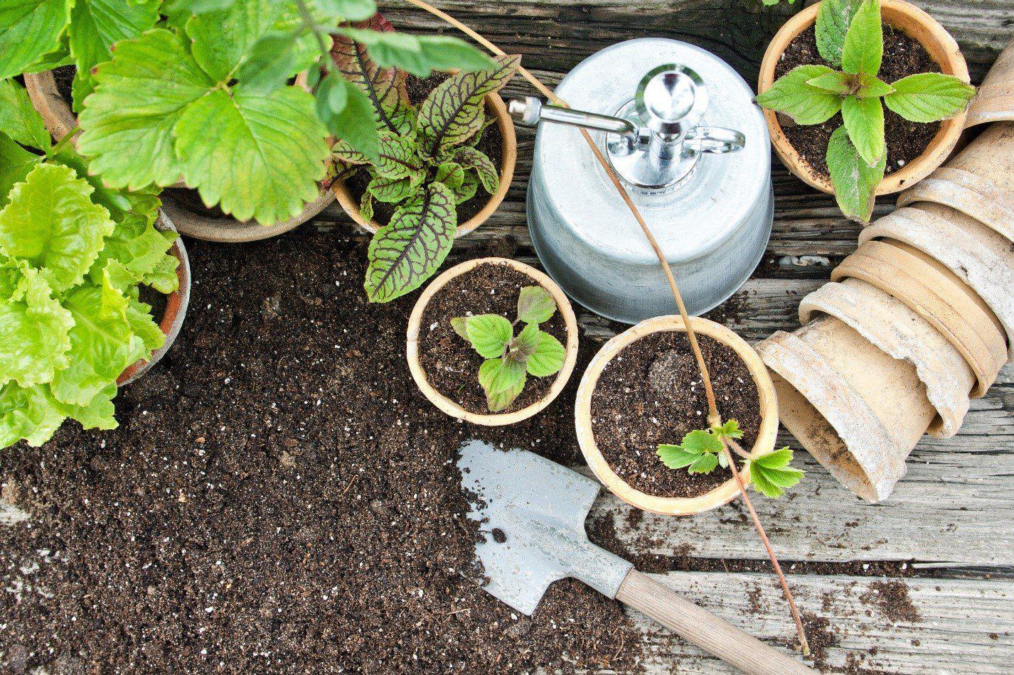 Indoor Herb Garden Guide