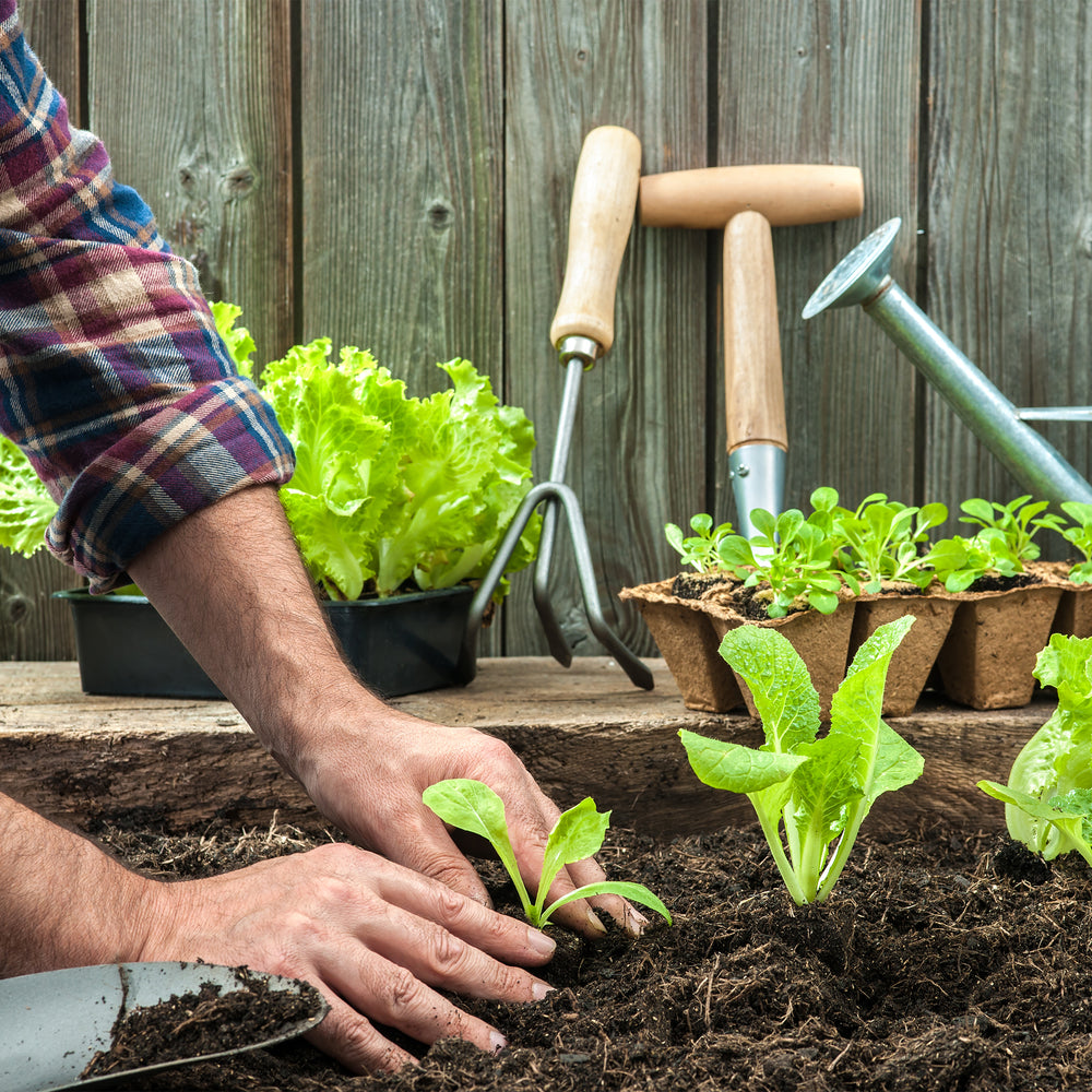 When to Start Planting in Your Garden