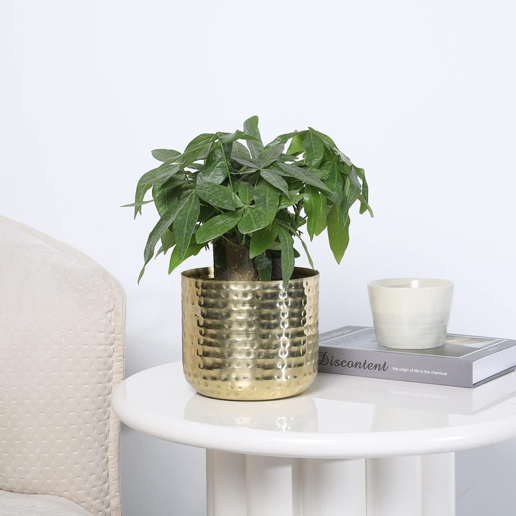 6 inch potted plants Round 6-Inch Metal Planter Brass Tone Flower Pot with Hammered Texture