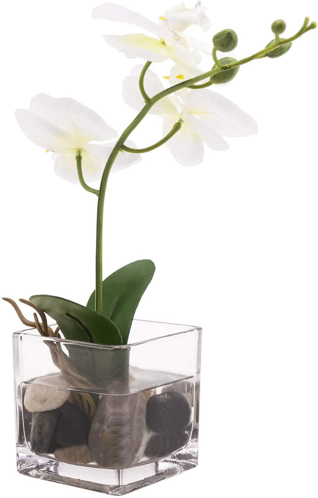 Mini White Artificial Silk Orchid Flower in Square Glass Container-MyGift