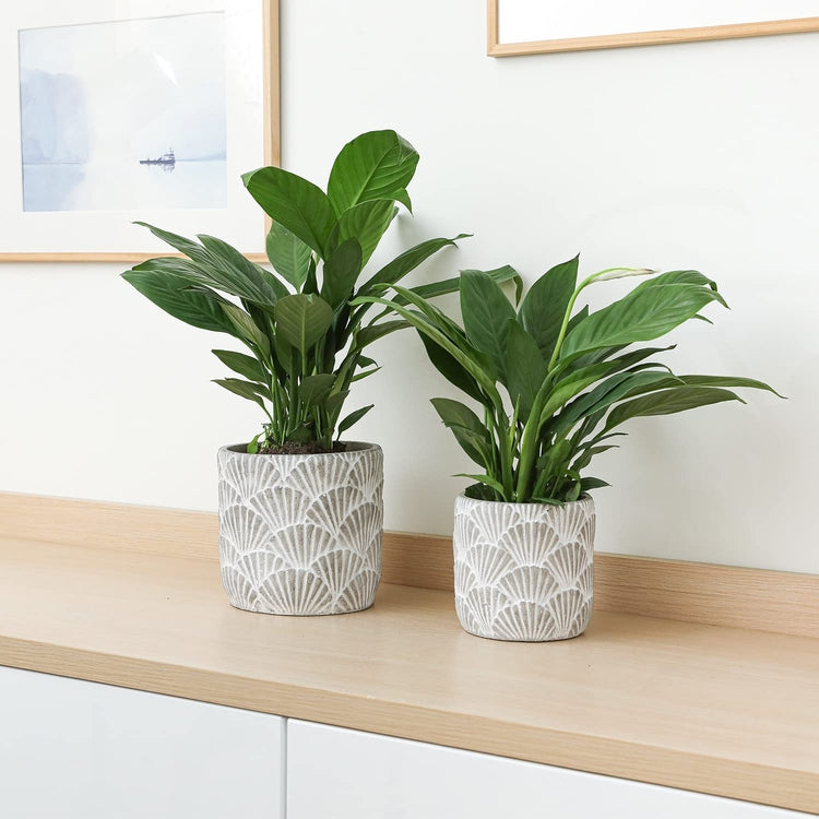 Seashell Pattern Concrete White and Gray Embossed Succulent Planter Indoor Flower Pots, Small and Large Set of 2