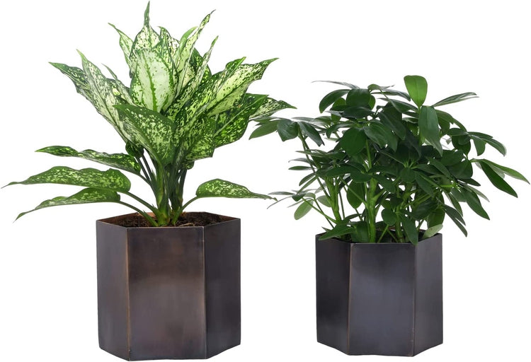 Set of 2, Copper Tone Metal Plant Pot, Decorative Succulent Cactus Planter, Hexagonal Vase-MyGift