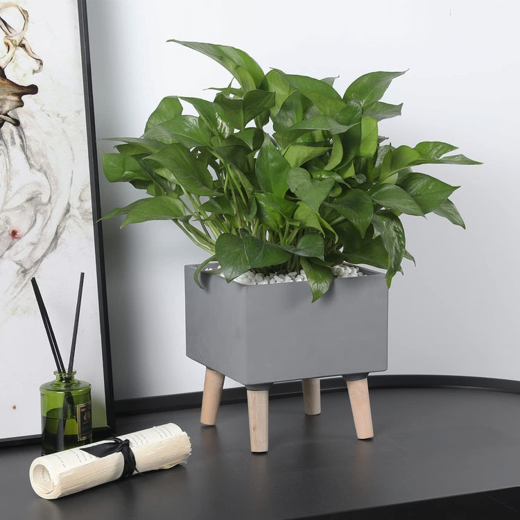 blue pothos plant Epipremnum pinnatum --Baltic Blue Pothos--