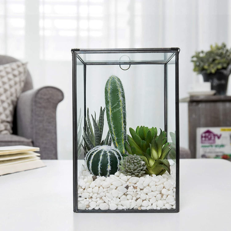 Clear Glass Plant Terrarium with Black Metal Frame, Shadow Box