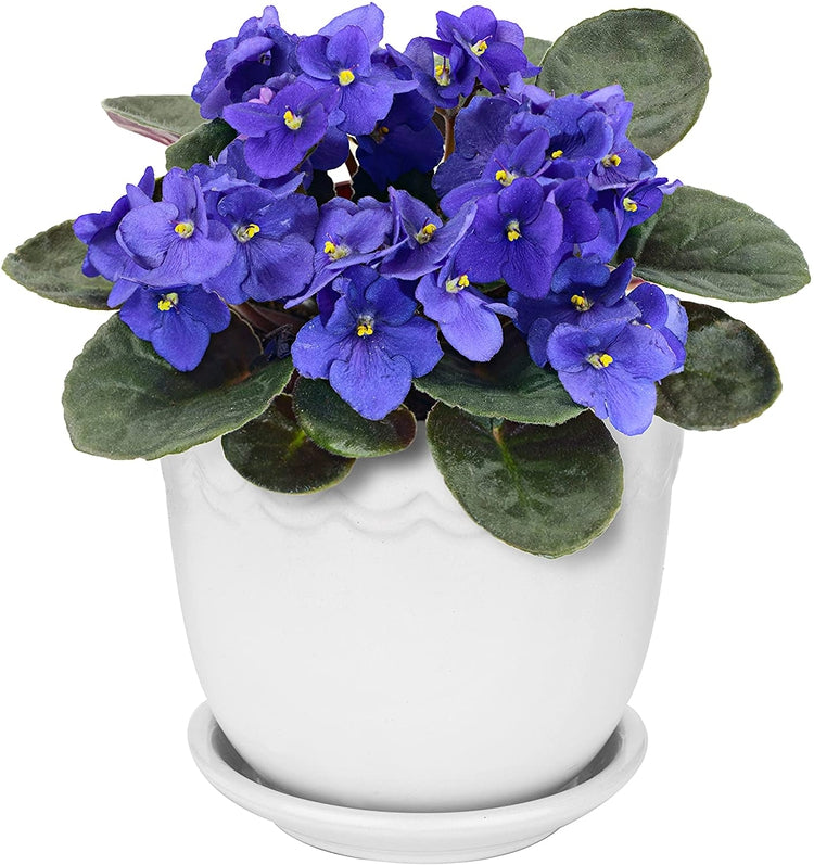 Set of 2, White 4-Inch Scallop Design Succulent Planter with Attached Saucers, Ceramic Pot-MyGift