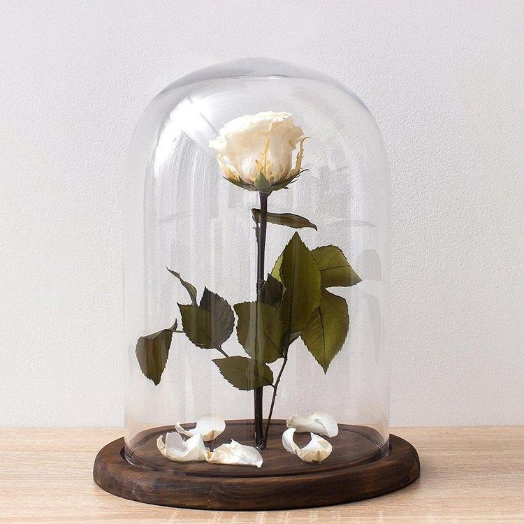 Clear Glass Cloche Bell Jar Display Case - MyGift