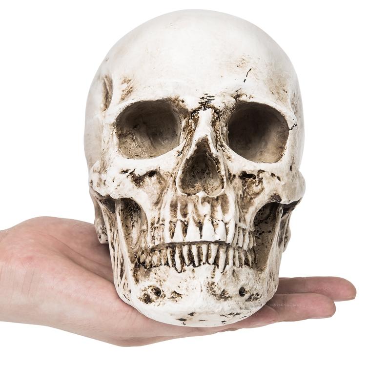 Spooky Decorative Realistic Human Skull