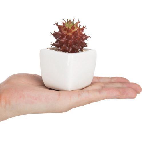 Miniature Red Artificial Succulent in Ceramic Pots, Set of 3 - MyGift