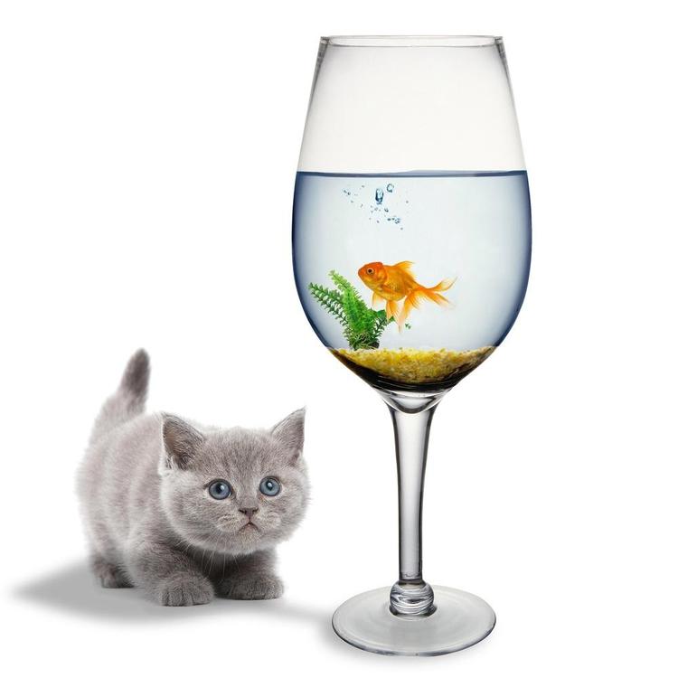 https://www.mygift.com/cdn/shop/products/20-inch-giant-wine-glass-7.jpg?v=1593126239