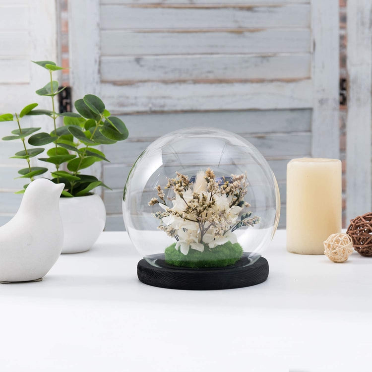 Set of 2, 6-inch Clear Glass Terrarium and Keepsake Display Globe Cloche with Black Wood Base-MyGift