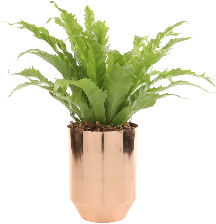 Copper Tone Metal Tapered Bottom Flower Vase, Decorative Indoor Planter Pot-MyGift
