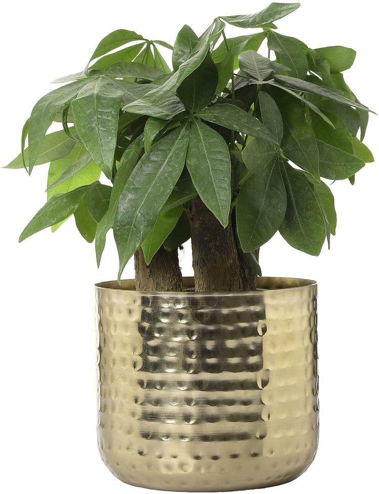 6 inch indoor plant pot Round 6-Inch Metal Planter Brass Tone Flower Pot with Hammered Texture