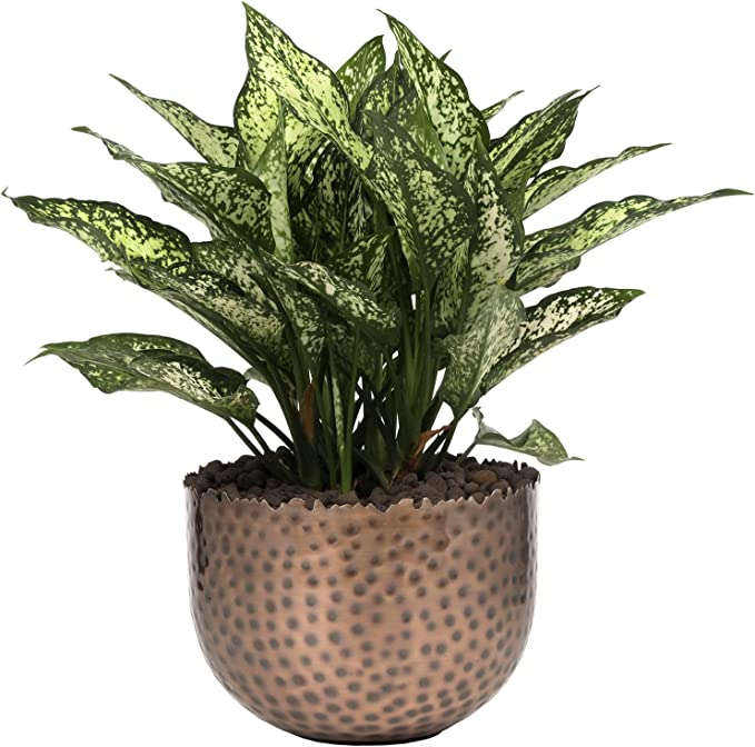 antique indoor plant pots Antique Copper-Tone Metal Indoor Plant Pot with Hammered Design and De – MyGift