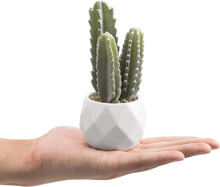 Set of 4 Miniature Assorted Artificial Cactus & Succulent Plants in White Geometric Ceramic Planters-MyGift