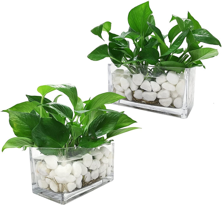 Set of 2 Clear Glass Rectangle Block Vases-MyGift