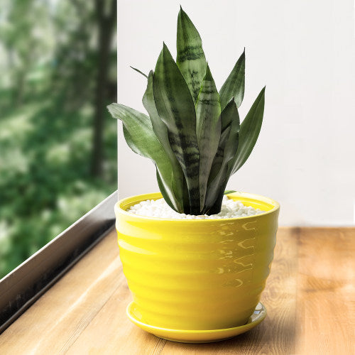 Yellow Ceramic Ribbed Design Flower Pot w/ Saucer-MyGift