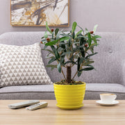 Yellow Ceramic Ribbed Design Flower Pot w/ Saucer-MyGift