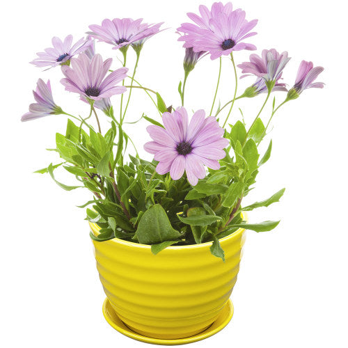 Yellow Ceramic Ribbed Design Flower Pot w/ Saucer-MyGift