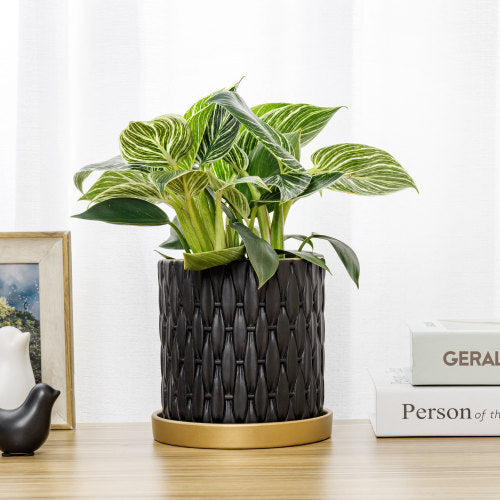 6 Inch Black Concrete Plant Pot, Succulent Planter with Embossed Woven Style Pattern, Gold Tone Rim and Drip Saucer-MyGift