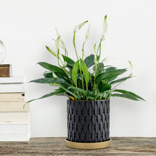 6 Inch Black Concrete Plant Pot, Succulent Planter with Embossed Woven Style Pattern, Gold Tone Rim and Drip Saucer-MyGift