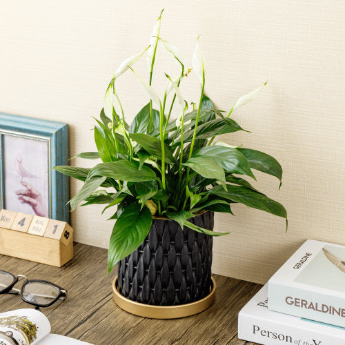 6 Inch Black Concrete Plant Pot, Succulent Planter with Embossed Woven Style Pattern, Gold Tone Rim and Drip Saucer-MyGift