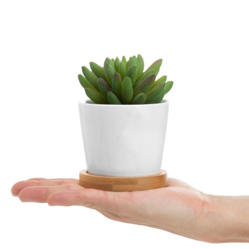 succulent plants in white pots Mini Artificial Succulents in White Ceramic Pots w/ Bamboo Saucers, Set of 3
