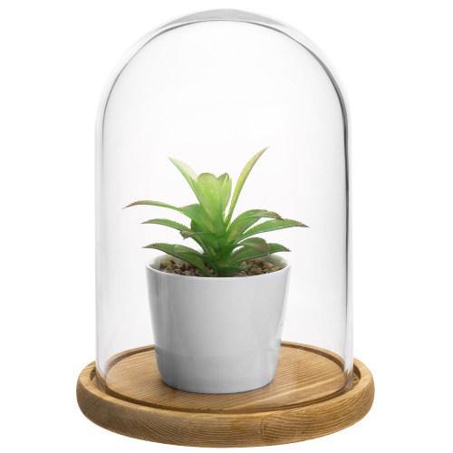 Clear Glass Cloche with Light Brown Wood Base - MyGift
