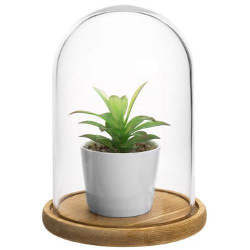 Clear Glass Cloche with Light Brown Wood Base – MyGift