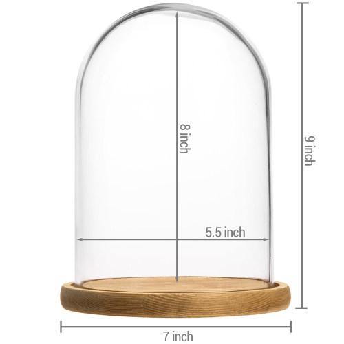 Clear Glass Cloche with Light Brown Wood Base - MyGift