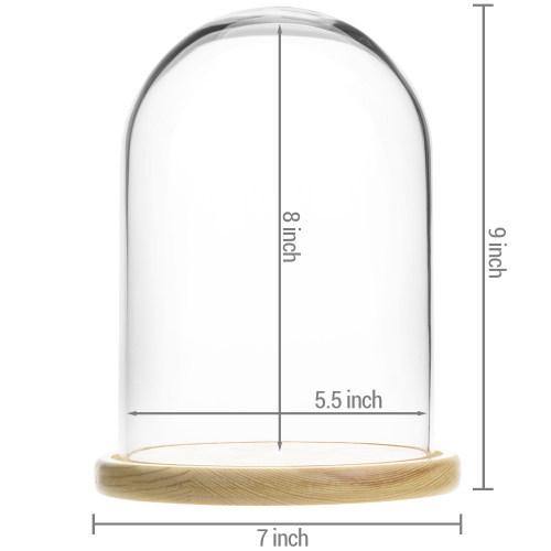 Clear Glass Cloche with Beige Wood Base - MyGift