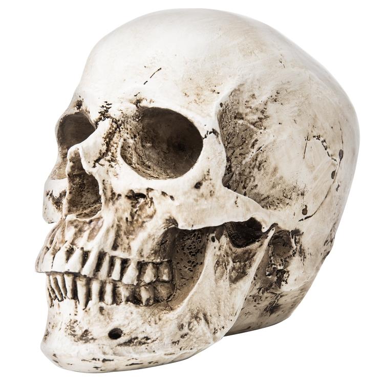 Spooky Decorative Realistic Human Skull