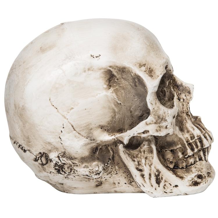Spooky Decorative Realistic Human Skull