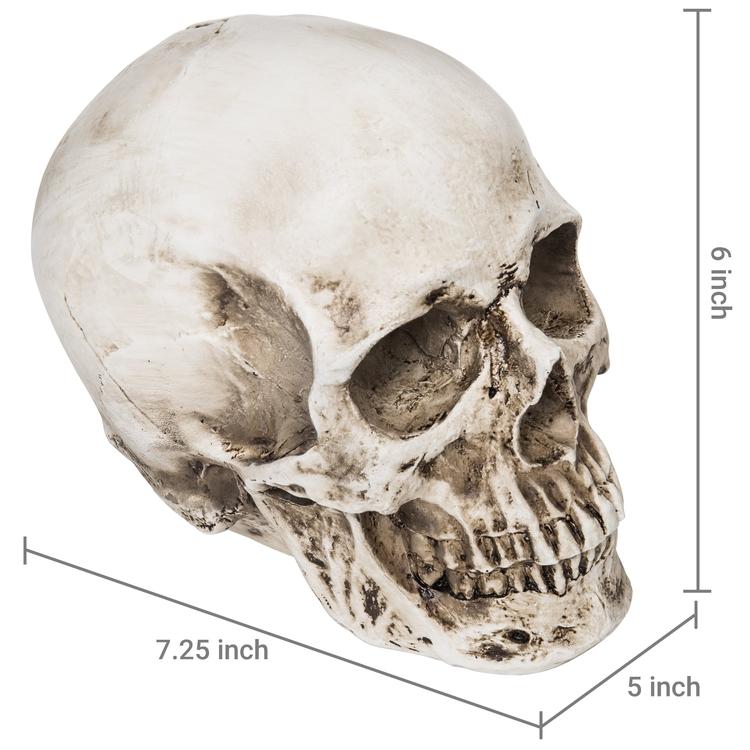 Spooky Decorative Realistic Human Skull